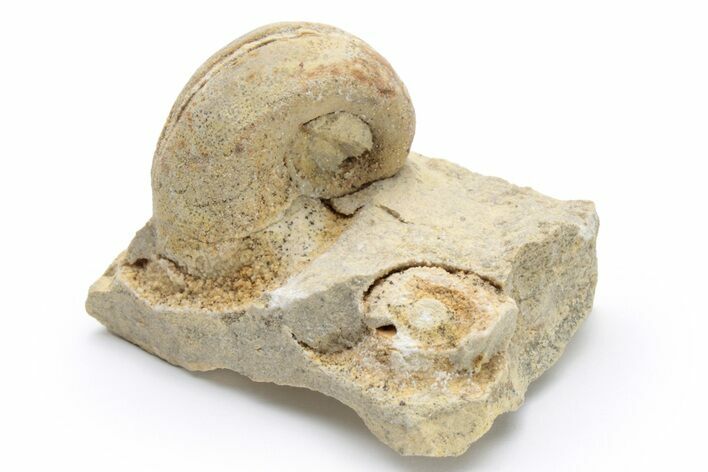 Ordovician Gastropod (Salpingostoma) Fossil - Wisconsin #224299